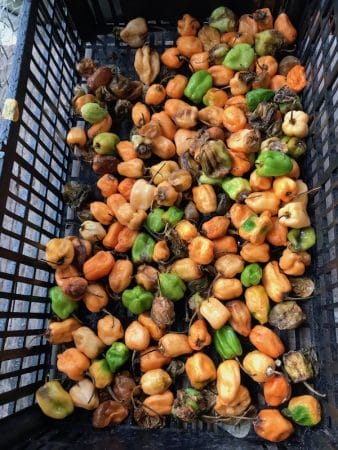 Chiles habanero, photo by Megan Frye