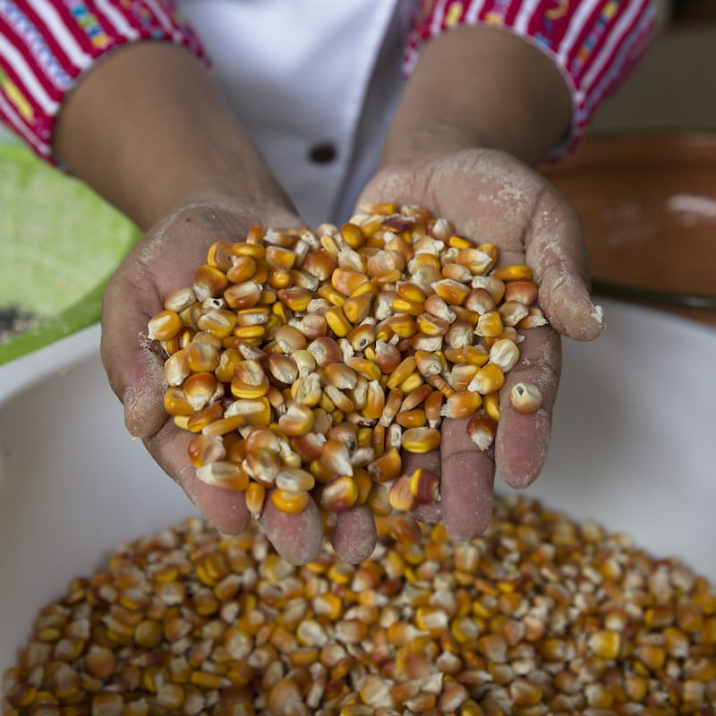 Follow Corn from Kernel to Tortilla  