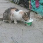In Athens, Where Even Street Cats Get Treated to Sheep’s Milk Yogurt