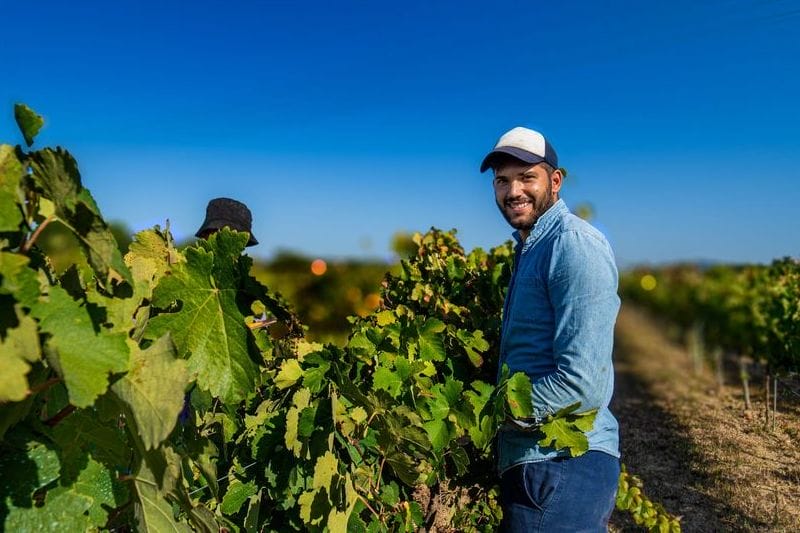 The 2020 harvest at Abelon, photo courtesy of Abelon