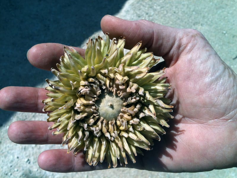An acorn in its cap in Kea, photo courtesy of Marcie Mayer
