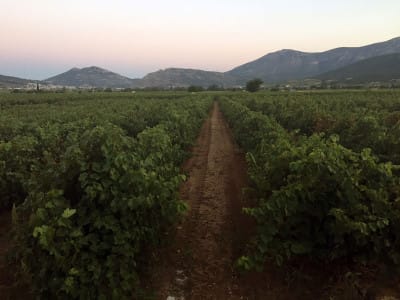 Aivalis Winery in Nemea, photo by Angelos Damoulianos