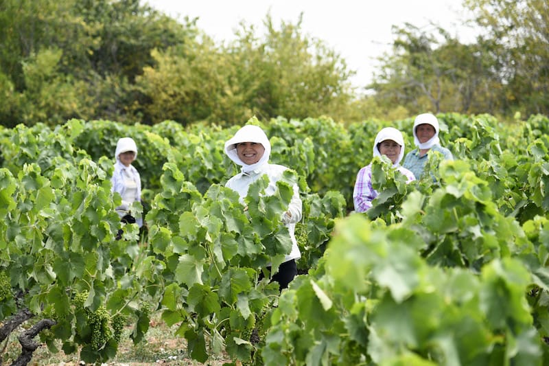 Workers harvest grapes at Alpha Estate, photo courtesy of Alpha Estate