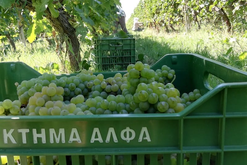 The grape harvest at Alpha Estate, photo courtesy of Alpha Estate greece wine grape harvest
