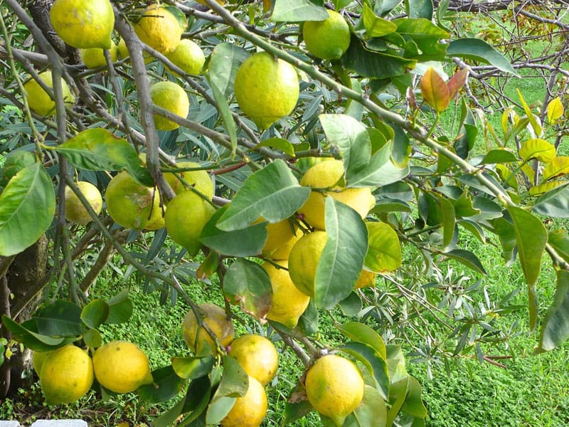 The author's lemon tree, photo by Diana Farr Louis