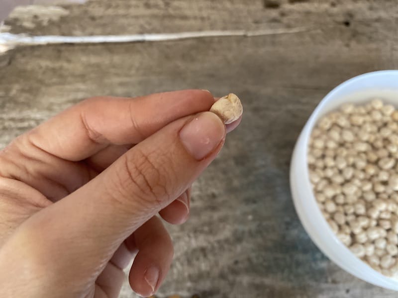 If you look closely, a chickpea has a small curved horn on top, photo by Carolina Doriti