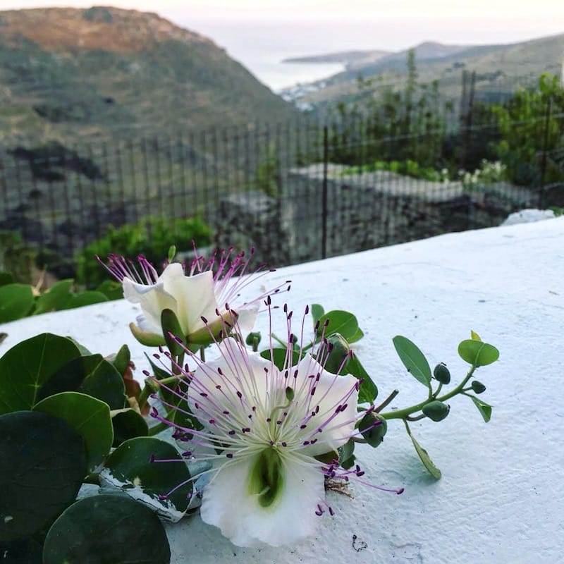 Caper plant in bloom, photo by Manteau Stam