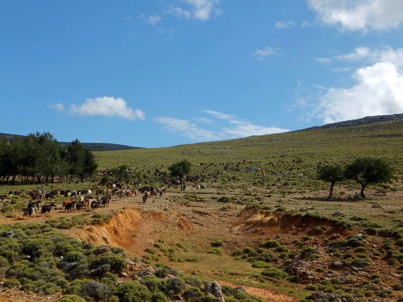 Goats grazing in Chios, photo by Roxanne Darrow