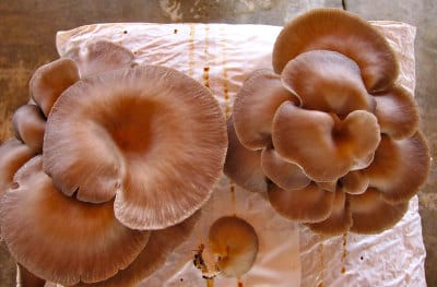 Dirfys's cultivated oyster mushrooms, photo courtesy of Dirfys