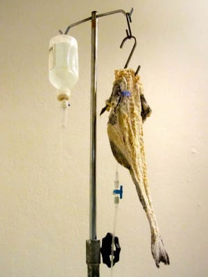 Salt cod hooked up like an IV drip, an exhibit at the Gastronomy Museum, photo by Diana Farr Louis