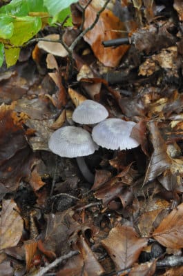 Wild mushrooms in Grevena, photo by Apostolis Dianellos