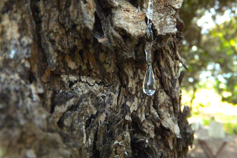 Natural sap drips from the trunk of a mastic tree in Chios, Greece, photo by Roxanne Darrow