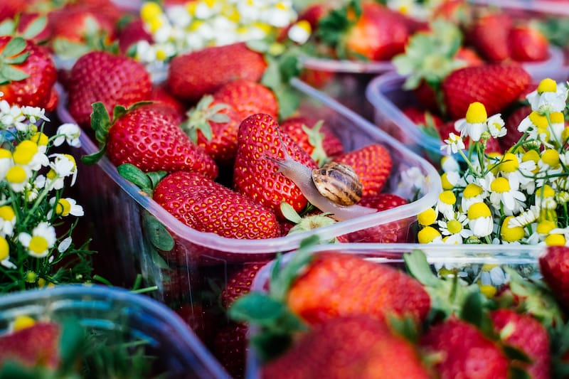 Christos Mplantis strawberries, photo by Manteau Stam