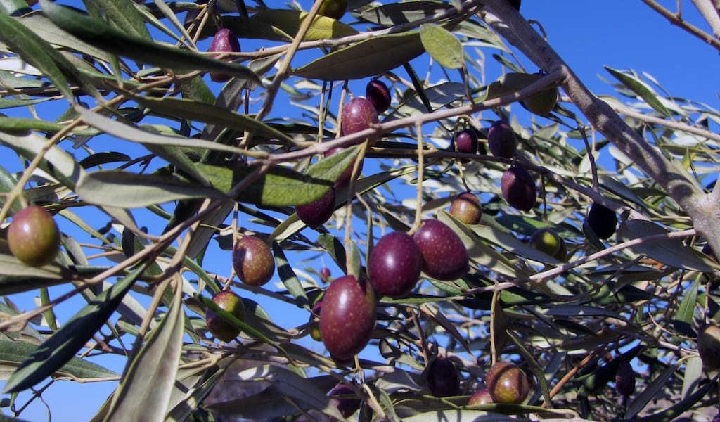 Reflections on the Olive Harvest in Greece Culinary Backstreets