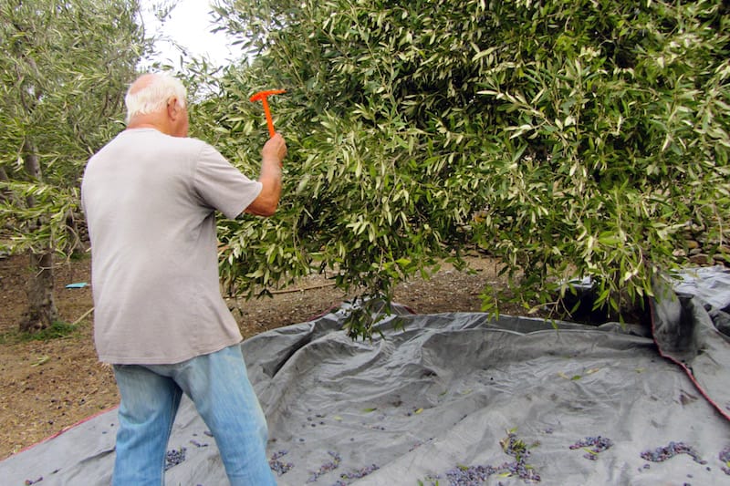 The author’s husband attacking one of their tangled trees, photo by Diana Farr Louis