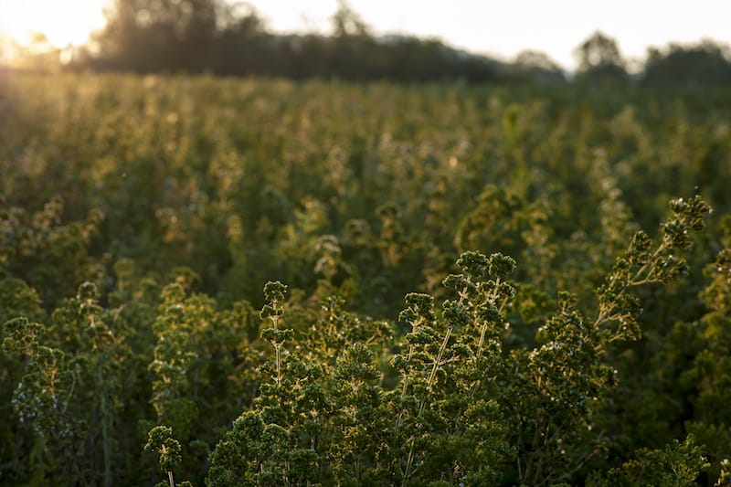 The oregano grown by Aetheleon is native to the mainland of Greece and known for its remarkable scent, photo by Theodore Charles oregano oil