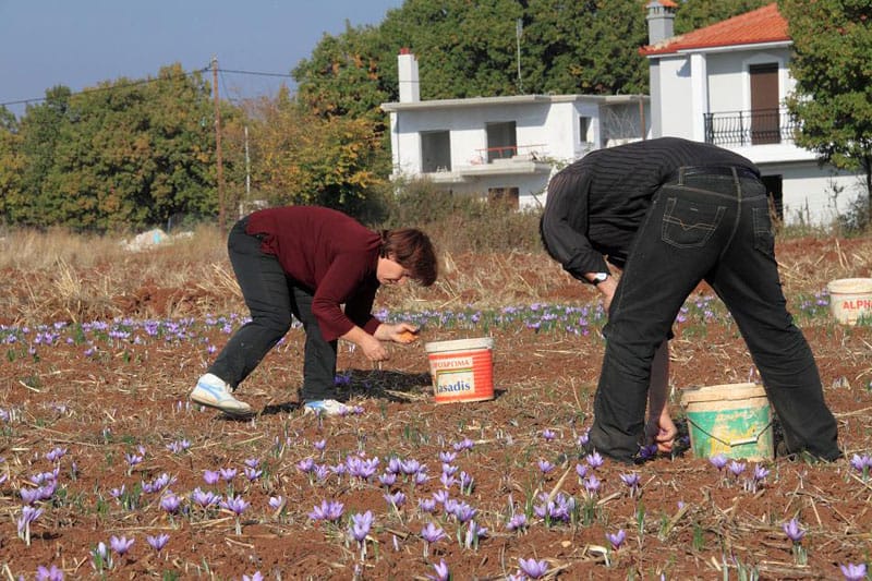Harvesting saffron in Kozani, photo by Ilias Fountoulis