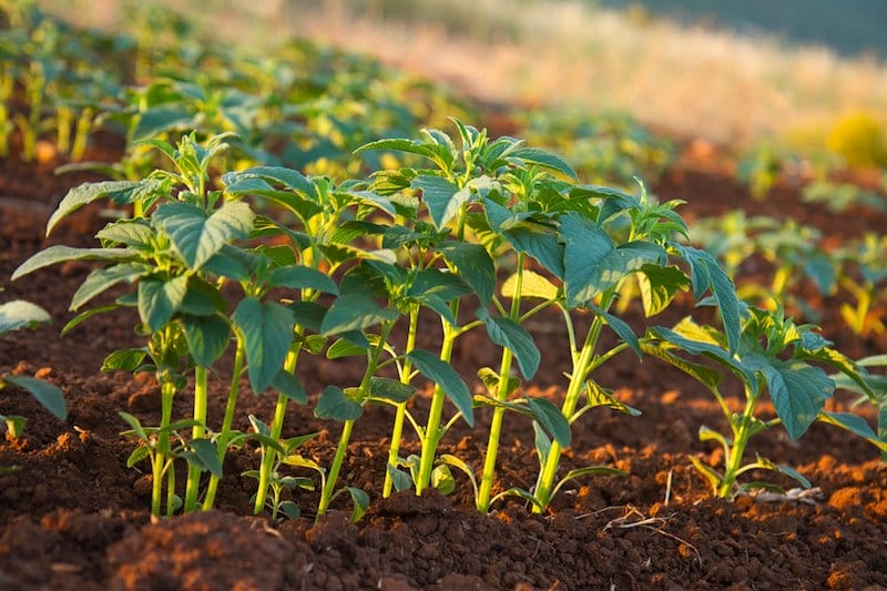 Sesame plants at Thysanos, photo by Parmenion Gatos Greek tahini