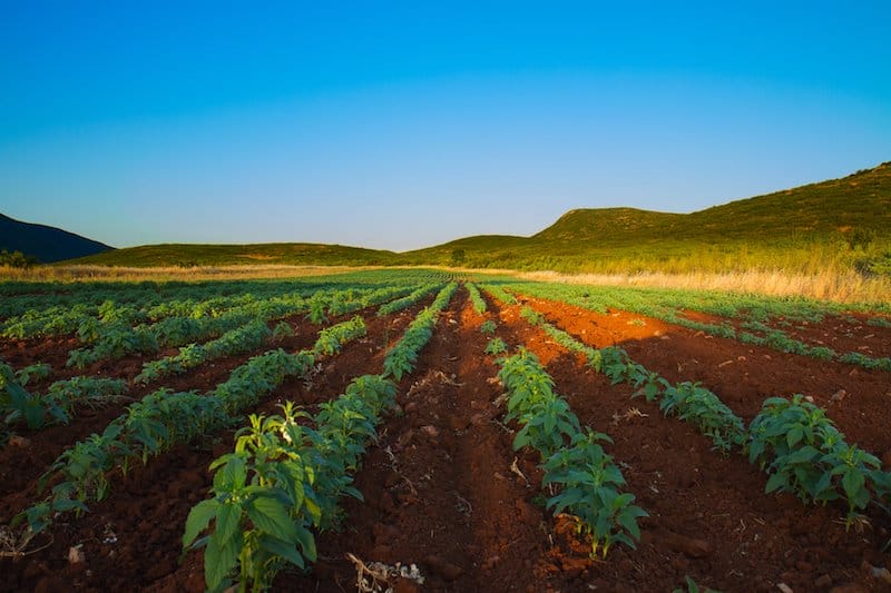 Sesame fields at Thysanos, photo by Parmenion Gatos