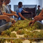 Greece’s 2015 Wine Harvest