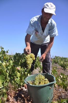 Assyrtiko harvest at Diamantakis, photo by Angelos Damoulianos
