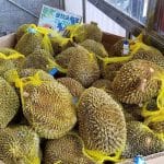 On the Scent of Durian in Queens