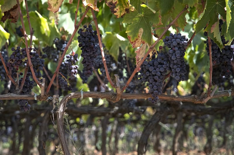 Grenache and syrah grapes make for a superior blends, photo by Paula Mourenza