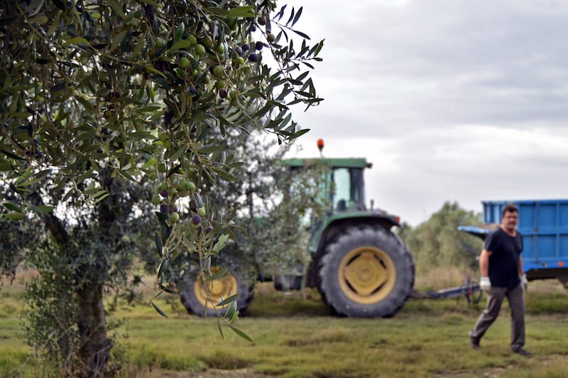 At Camins de Verdor, olives are harvested in October to make their Umami olive oil, photo by Paula Mourenza