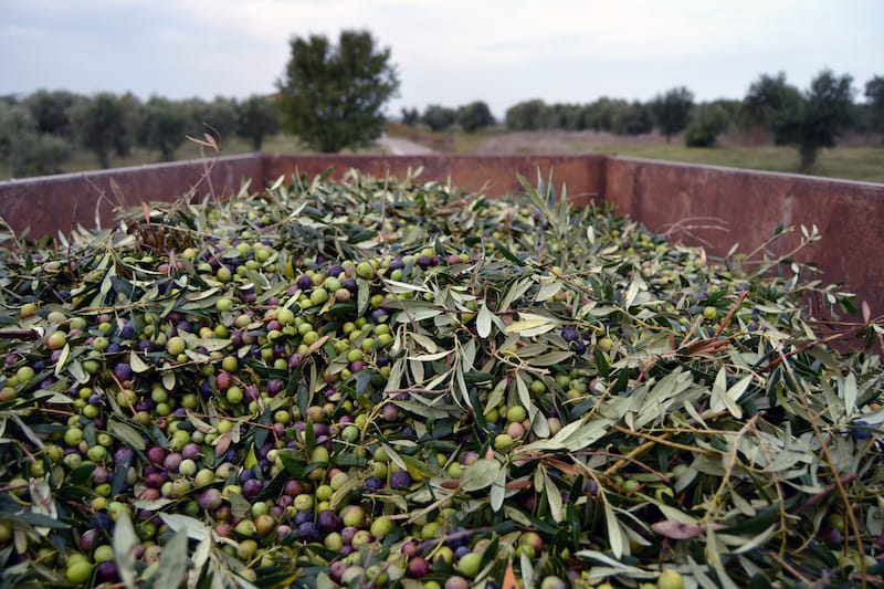 Green olives harvested early at Camins de Verdor, photo by Paula Mourenza early olive oil barcelona