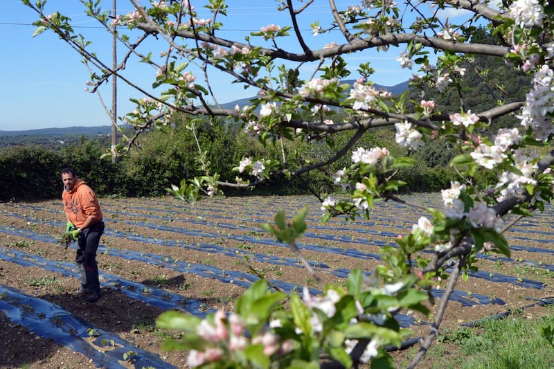 The first shoots of spring at La Comunal’s organic gardens in Campíns, photo by Paula Mourenza