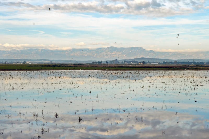 Harvested rice fields in the Ebro Delta, photo by Paula Mourenza rice Catalonia