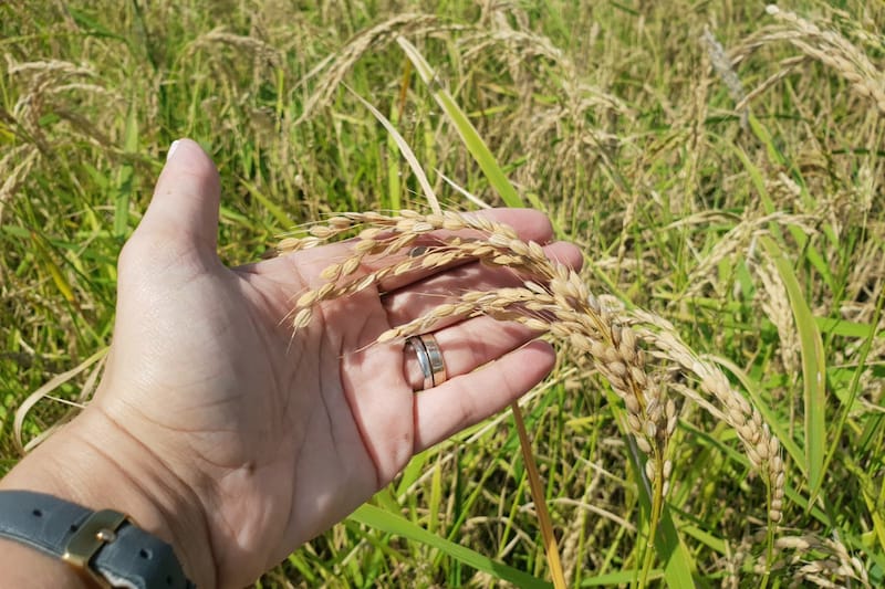 Mature rice in the Ebro Delta, photo by Teresa Margalef