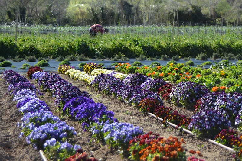 The Petrás family flower garden in Olesa de Montserrat, photo by Paula Mourenza