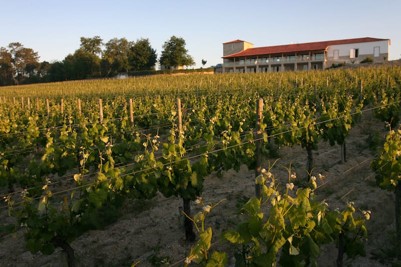 The vineyard at Quinta de Lemos is densely planted, photo by Quinta de Lemos