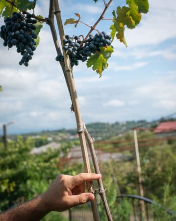 Gia Chubinidze points to a bunch of rko shavi ("black acorn"), a rare Imeretian grape, photo by Justyna Mielnikiewicz