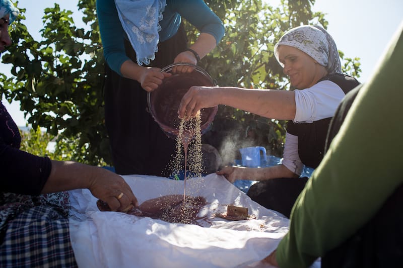 A group of women in Çüngüş making pestil (fruit leather), photo by David Hagerman