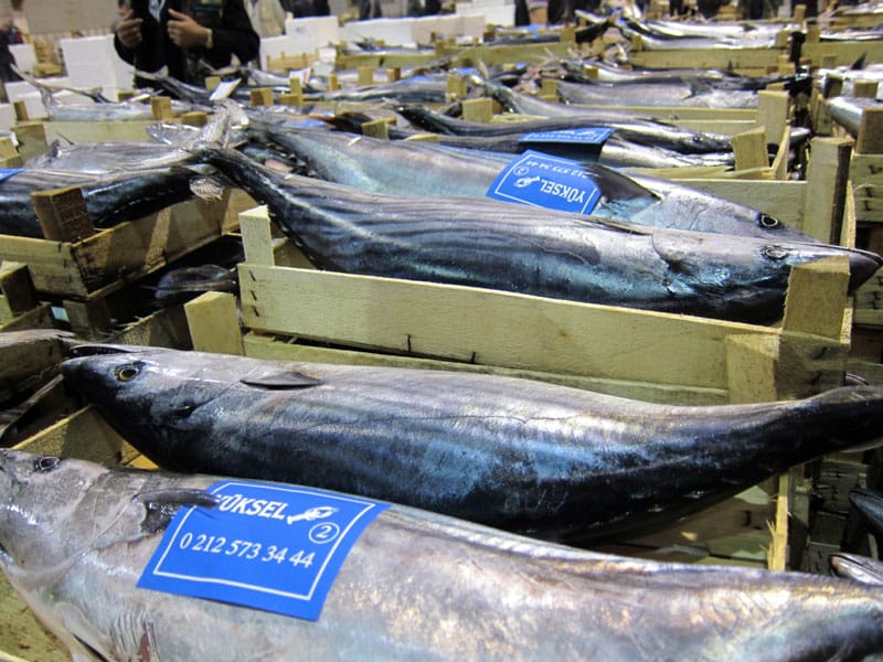 Torik (Atlantic bonito), photo by Ansel Mullins