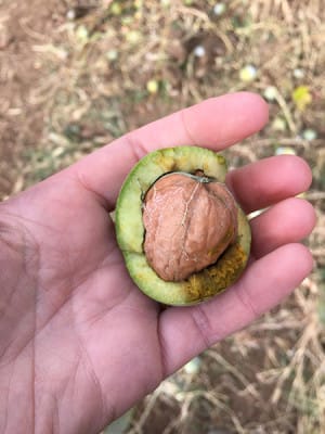 A fresh walnut, photo by Laura Pitel