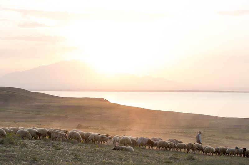 A shepherd watching his flock on the shores of Lake Van (part of the When There Was Peace series), photo by David Hagerman