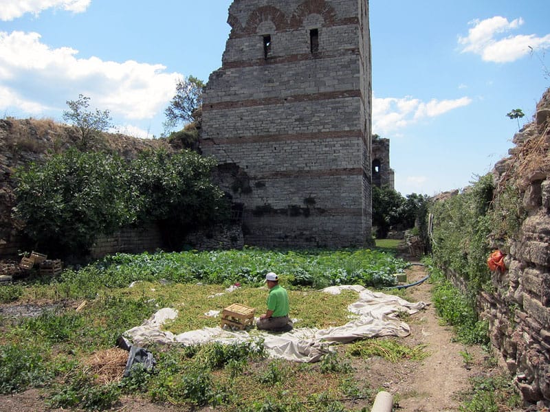 Vegetable gardens along Istanbul's Theodosian Walls, photo by Ansel Mullins