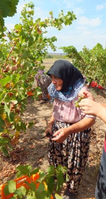 One of the grape harvesters from Hamitabat village, photo by Roxanne Darrow