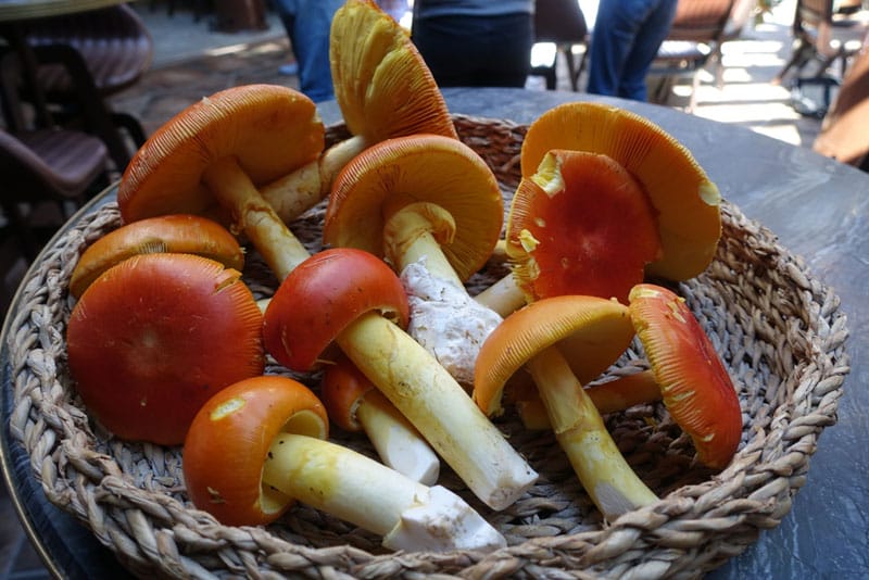 Caesar's mushrooms found in Istanbul's Belgrade Forest, photo by Ansel Mullins