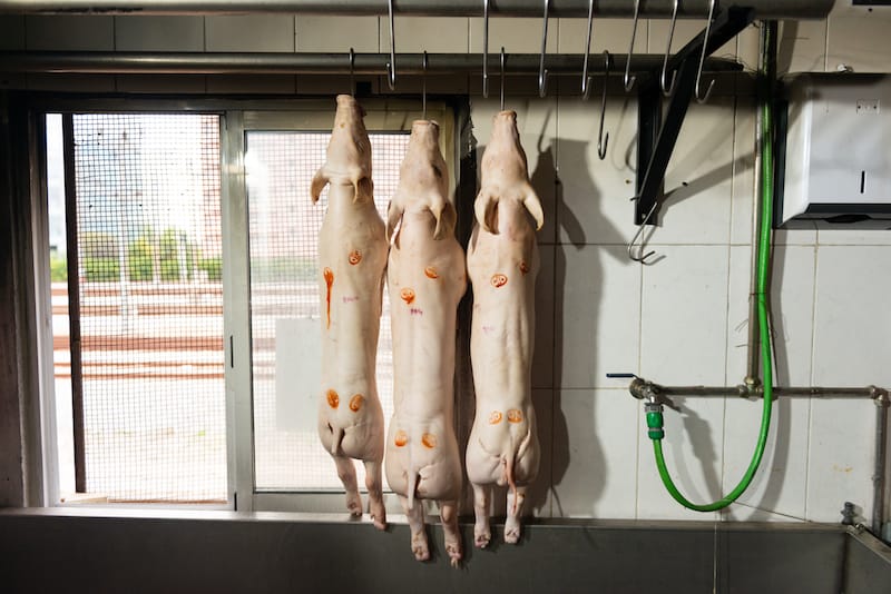 Suckling pigs about to be prepped and roasted, Bota Feijão, Lisbon, photo by Austin Bush