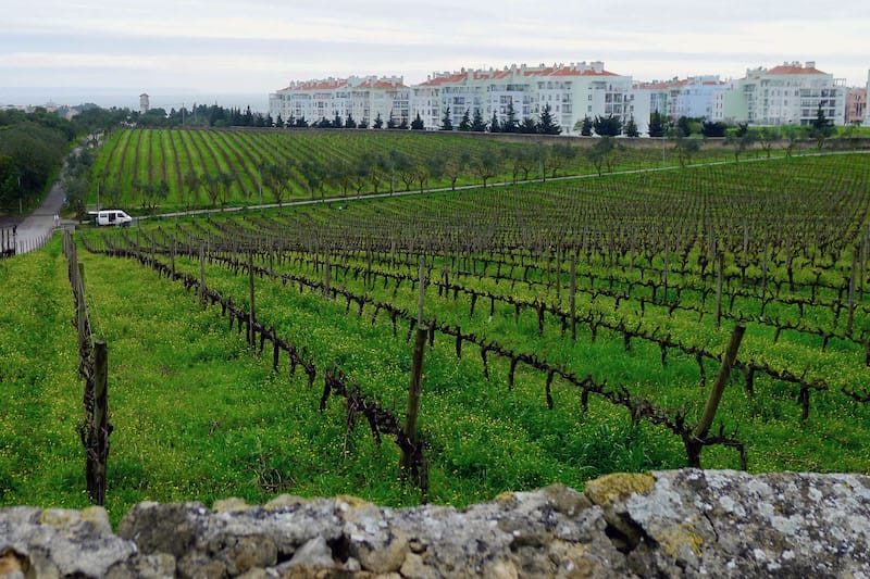 A vineyard in Oeiras bumps up against urban expansion, photo by Paul Ames