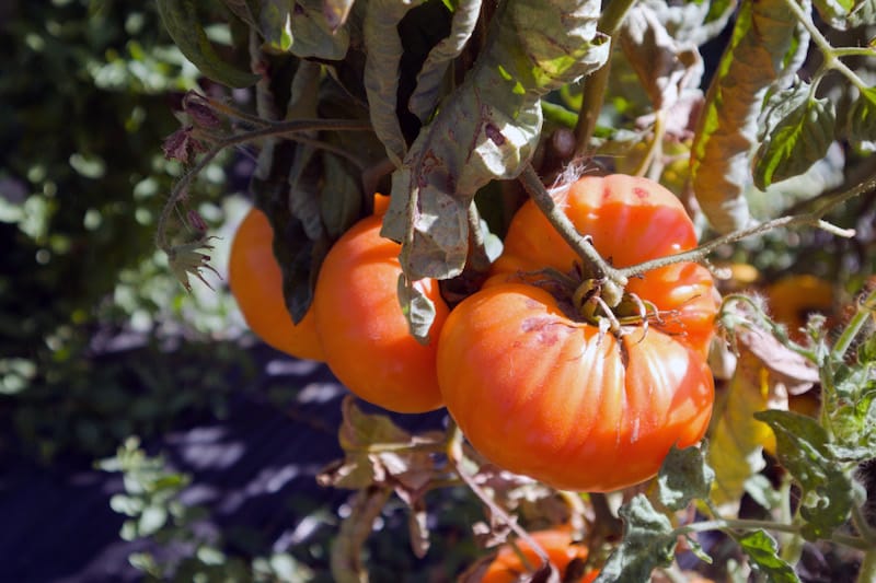 A few of the many tomatoes grown by Miguel Neiva Correia of Hortelão do Oeste, photo by Célia Pedroso