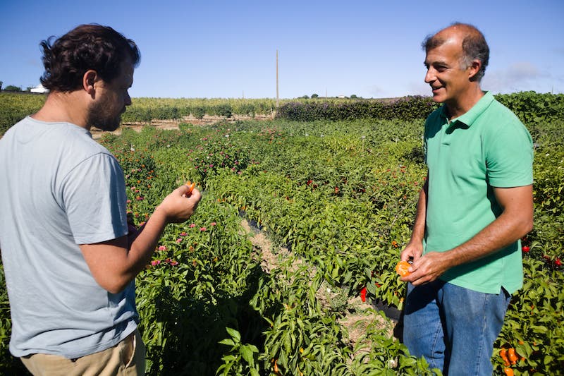 João Rodrigues, the chef behind Projecto Matéria, and Miguel Neiva Correia, the farmer behind Hortelão do Oeste, taste peppers together at the farm, photo by Célia Pedroso