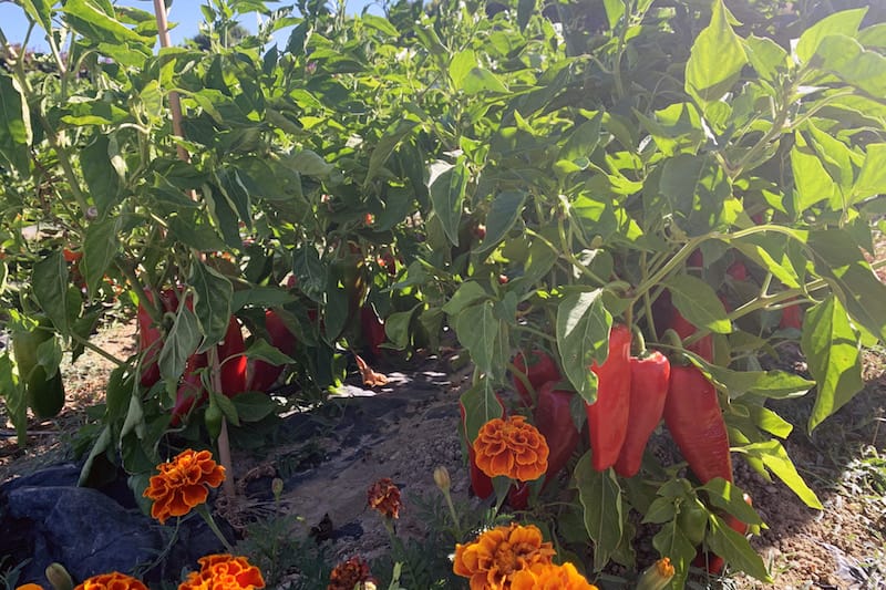 Peppers at Hortelão do Oeste, one of the farms featured in João Rodrigues’ Projecto Matéria, photo by Célia Pedroso