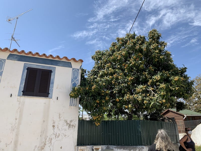 A loquat tree in the Algarve, photo by Célia Pedroso