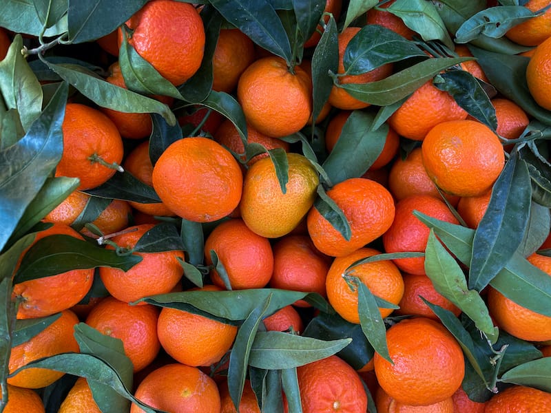 Corsican Clementines for Christmas, photo by Annie Etheridge