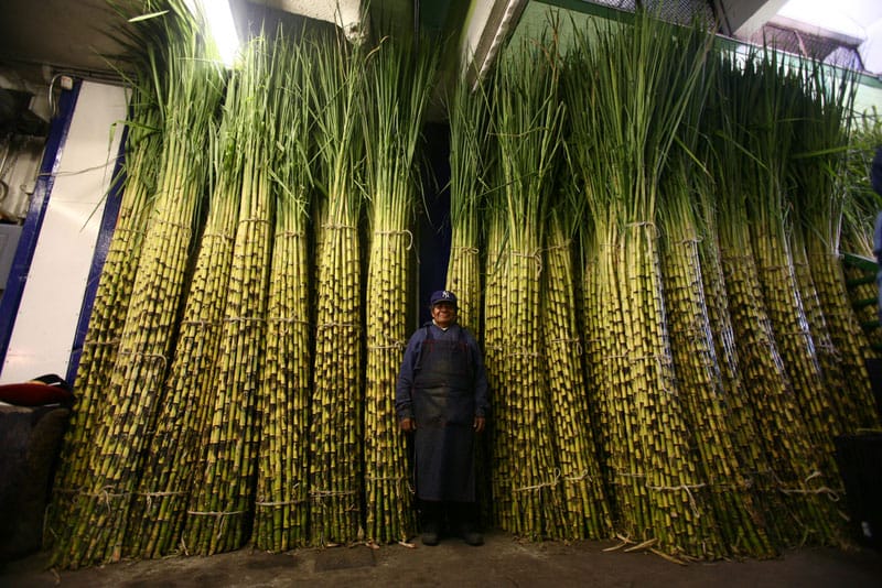 Sugar cane, La Central de Abasto, Mexico City, 2008, photo by Mark Alor Powell